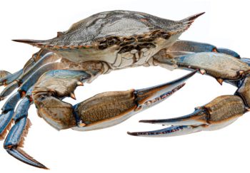 Blue crab isolated on white background with clipping path, full depth of field