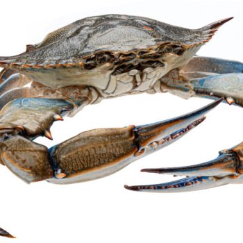 Blue crab isolated on white background with clipping path, full depth of field