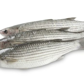 GreyMullet1