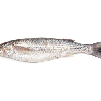 Grey Mullet or flathead mullet fish (Mugil cephalus) isolated on a white studio background.